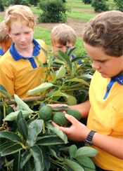 Examining a South Burnett avocado crop